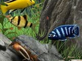 Play Under water now !