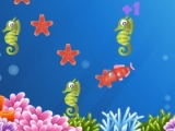 Play Star fish now !